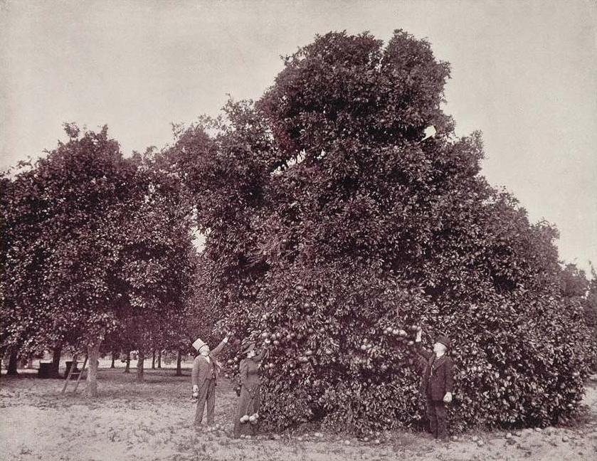 Rows of mature orange trees heavy with fruit in a cultivated Florida grove, a couple of small figures among the trees.