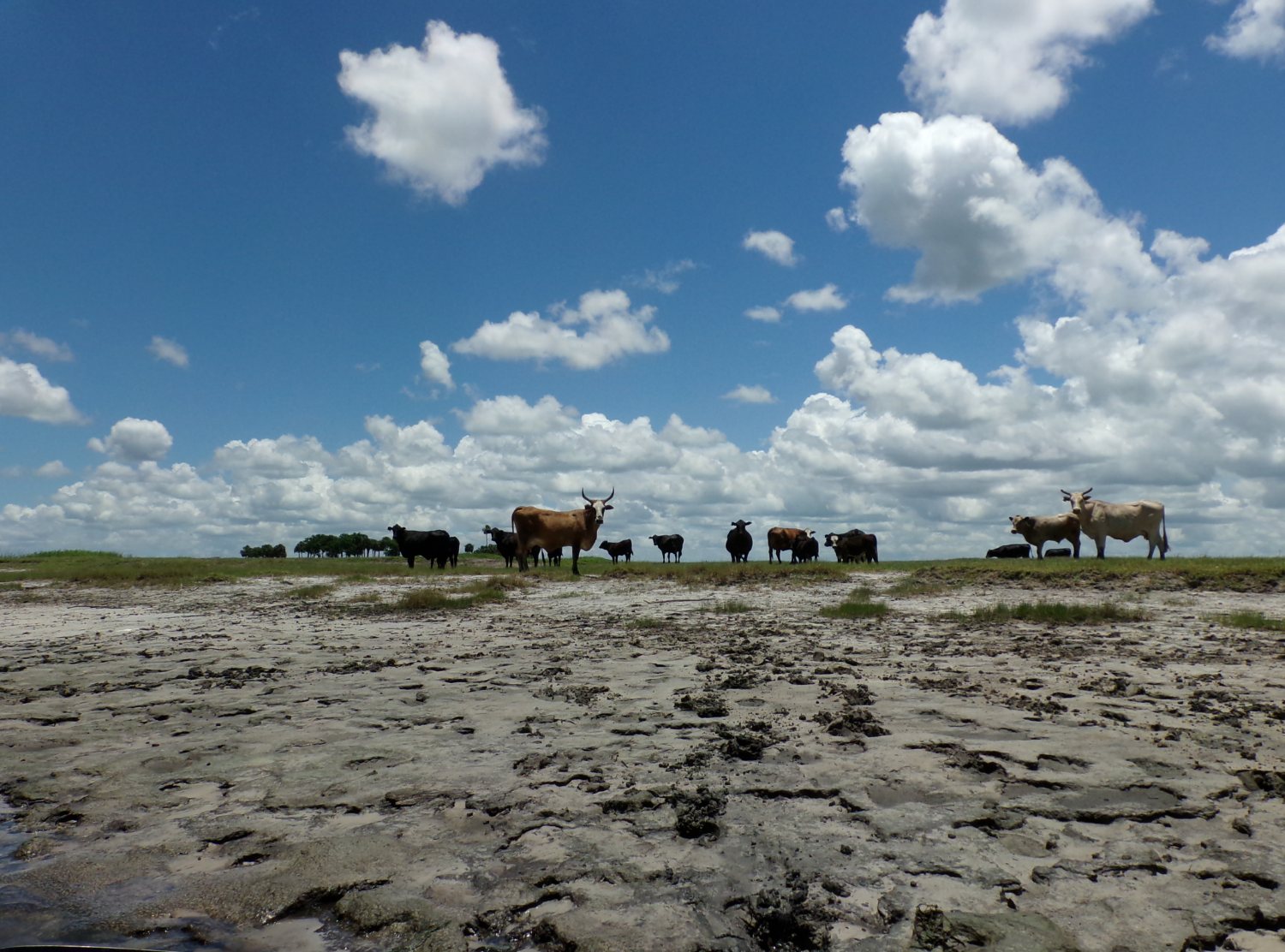 Cattle standing in and along a shallow blackwater river lined with cabbage palms and live oaks.