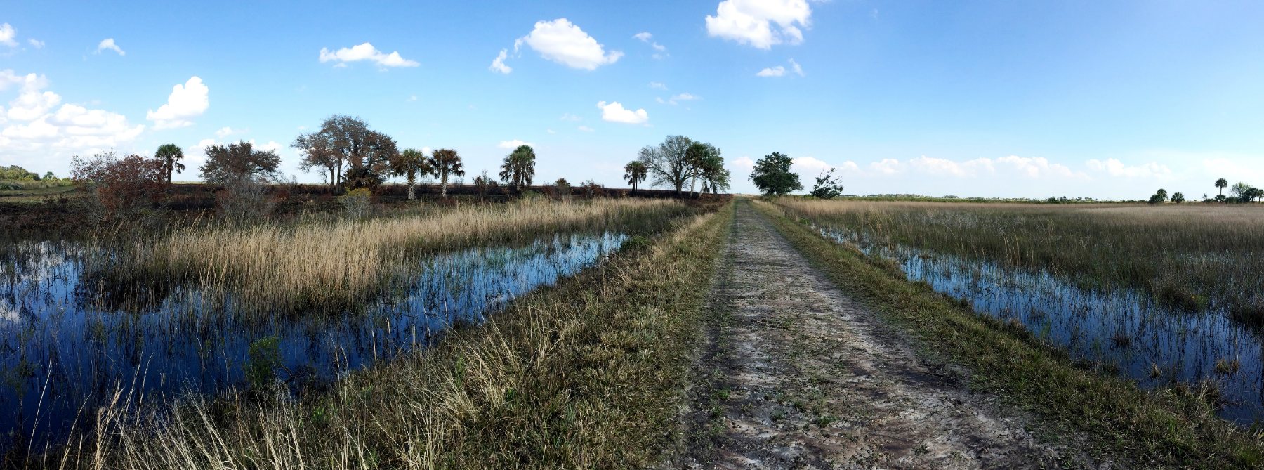 A wide, flat expanse of open Florida dry prairie, grass and low brush stretching to a distant line of trees under a huge pale sky.