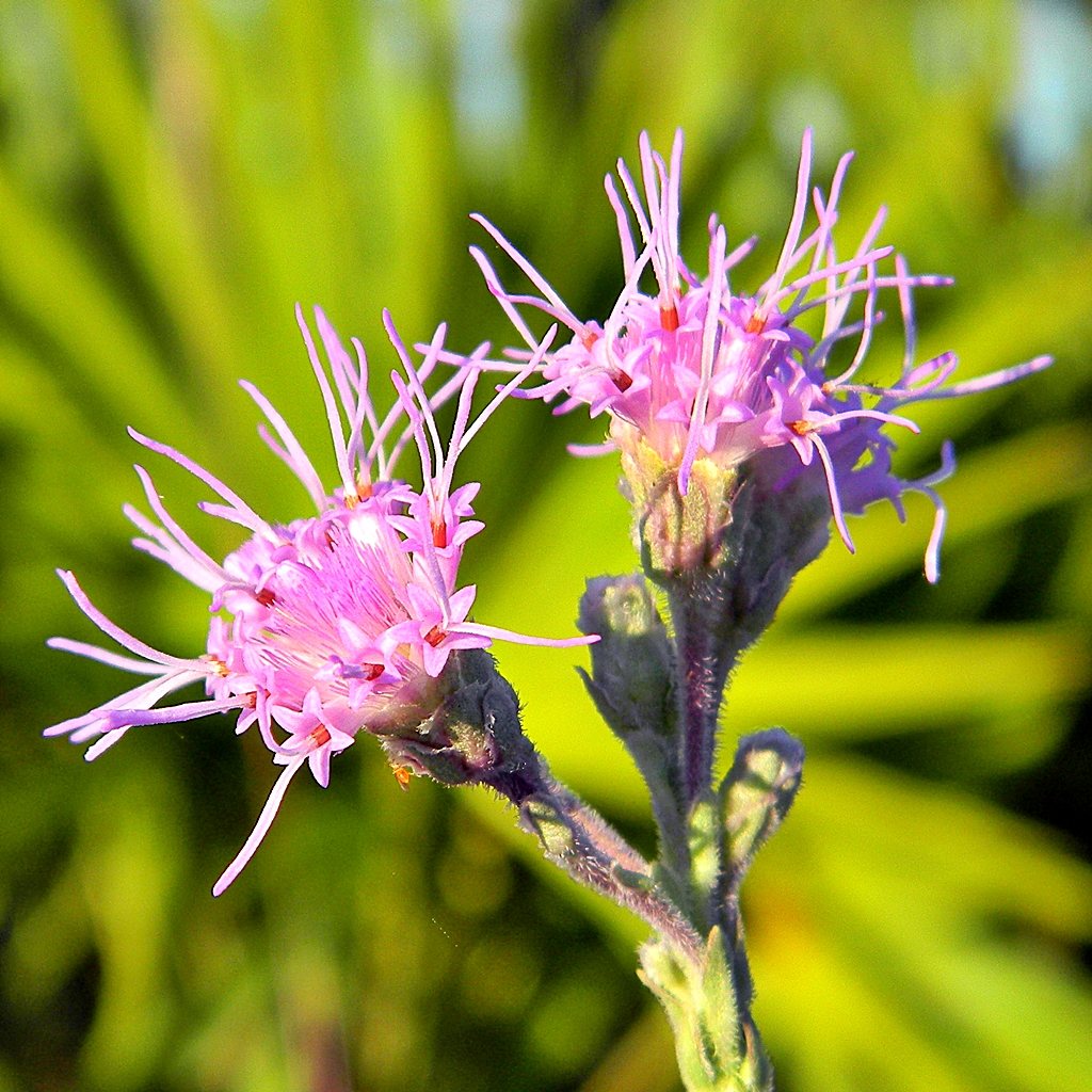 Dense low saw-palmetto fronds and wildflowers under scattered pines in a sunny Florida flatwoods.